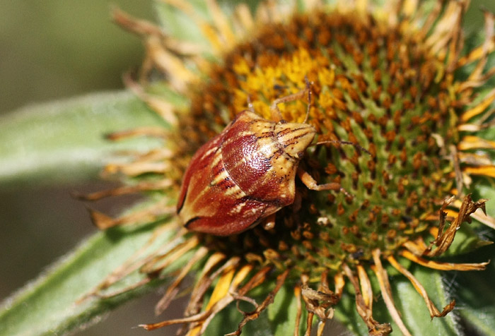 Scutelleridae: Odontotarsus purpureolineatus di Matera